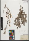 Foto von Salix starkeana Willd.